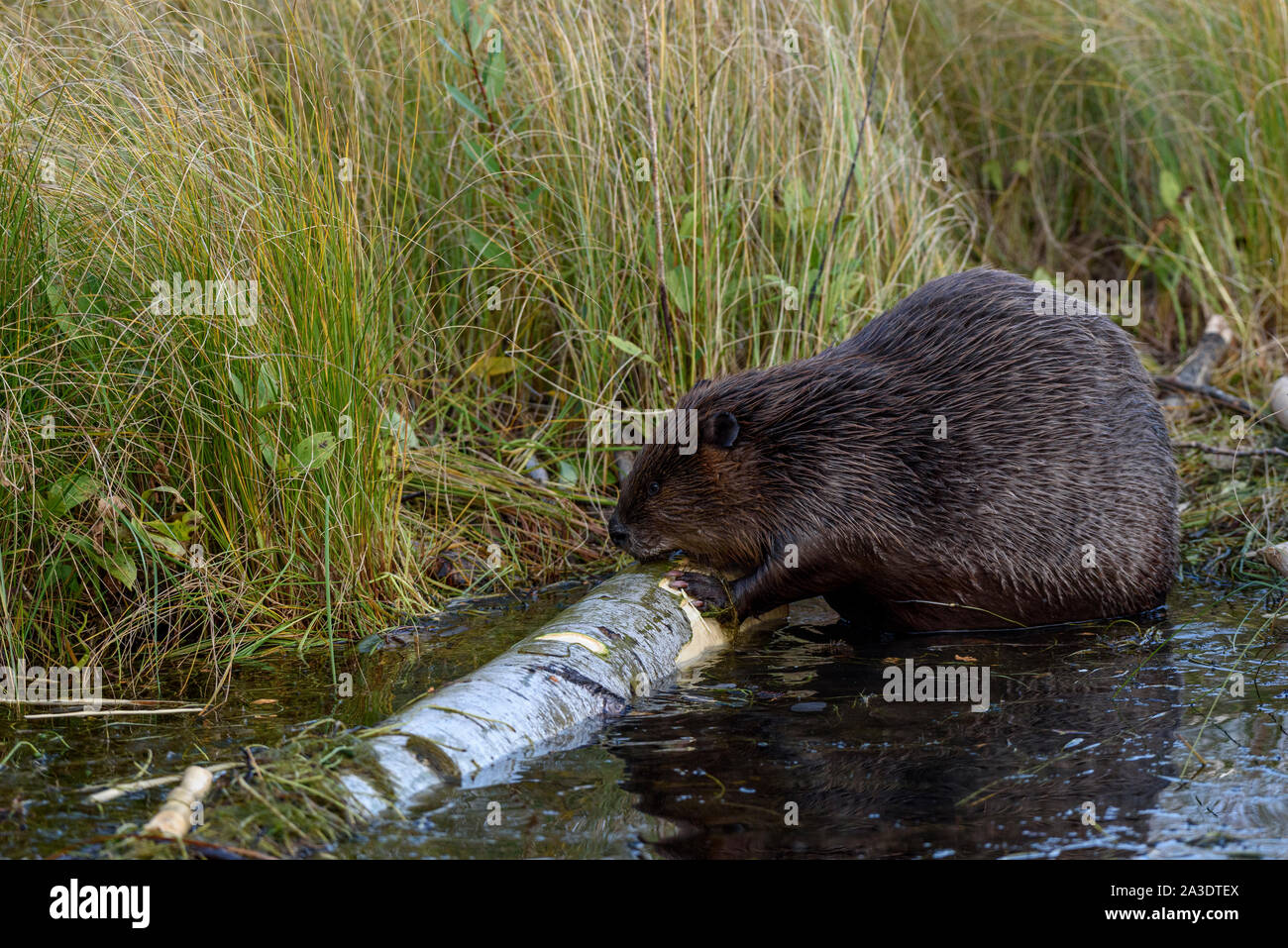 Un très grand castor canadensis castor à mâcher sur un journal populaire dans l'eau le long de l'herbe des bords de l'étang de castors Banque D'Images