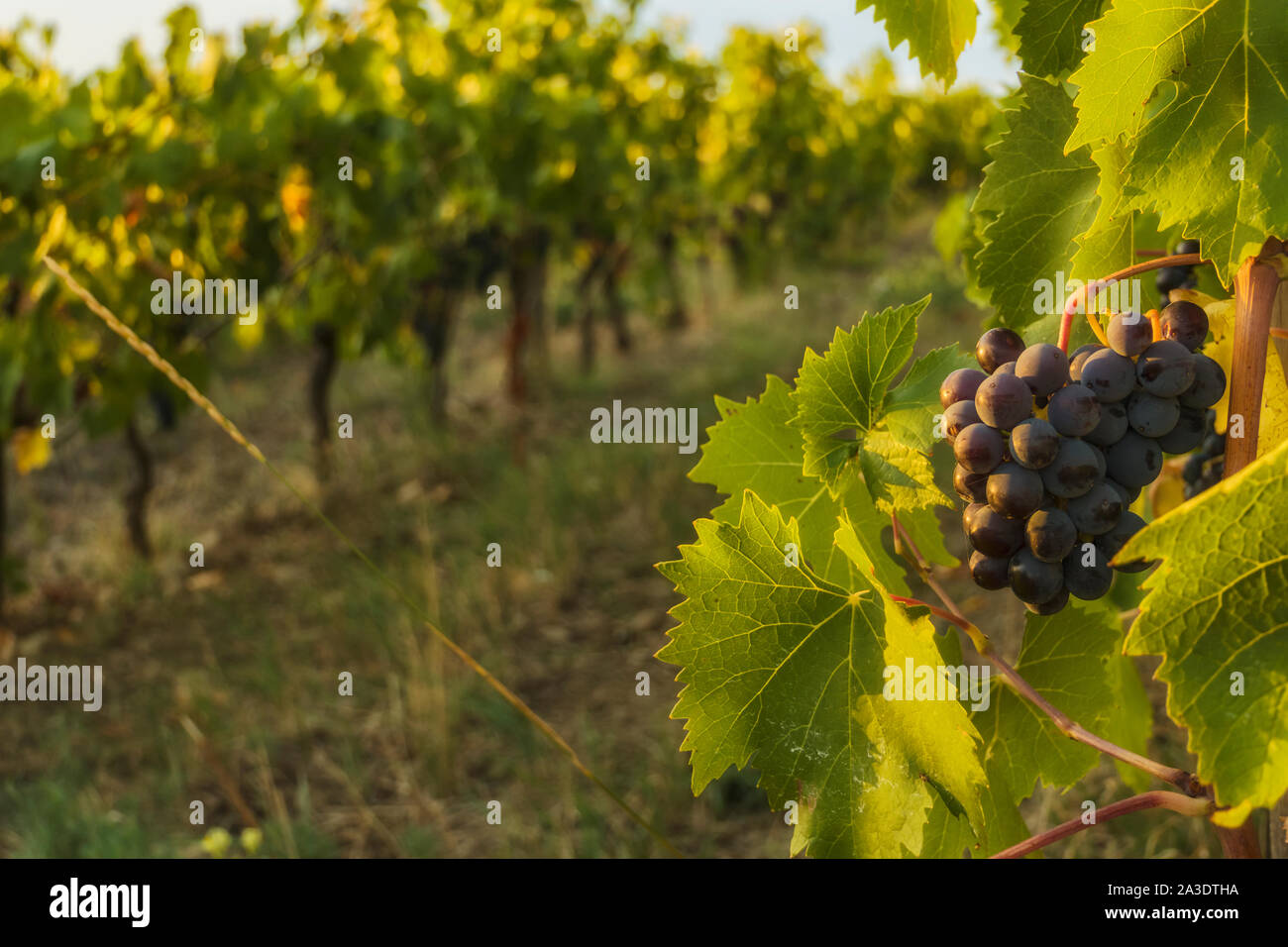 Superbe grande grappe de raisin Sangiovese mûr sur la vigne dans la région de Chianti,toscane. Banque D'Images