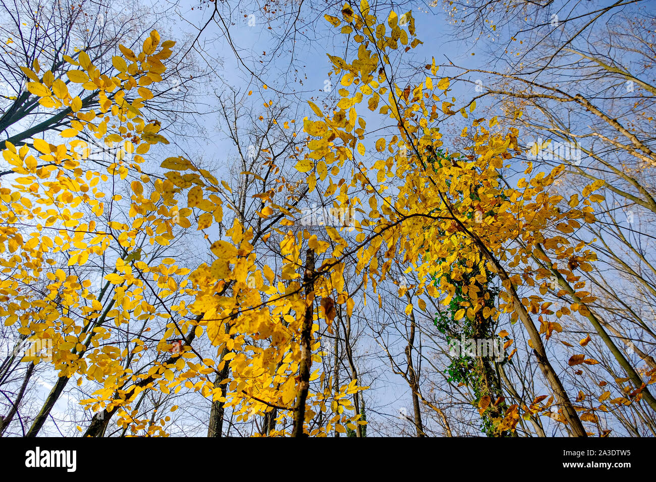 L'automne magnifique. De belles photos prises à l'automne. Banque D'Images