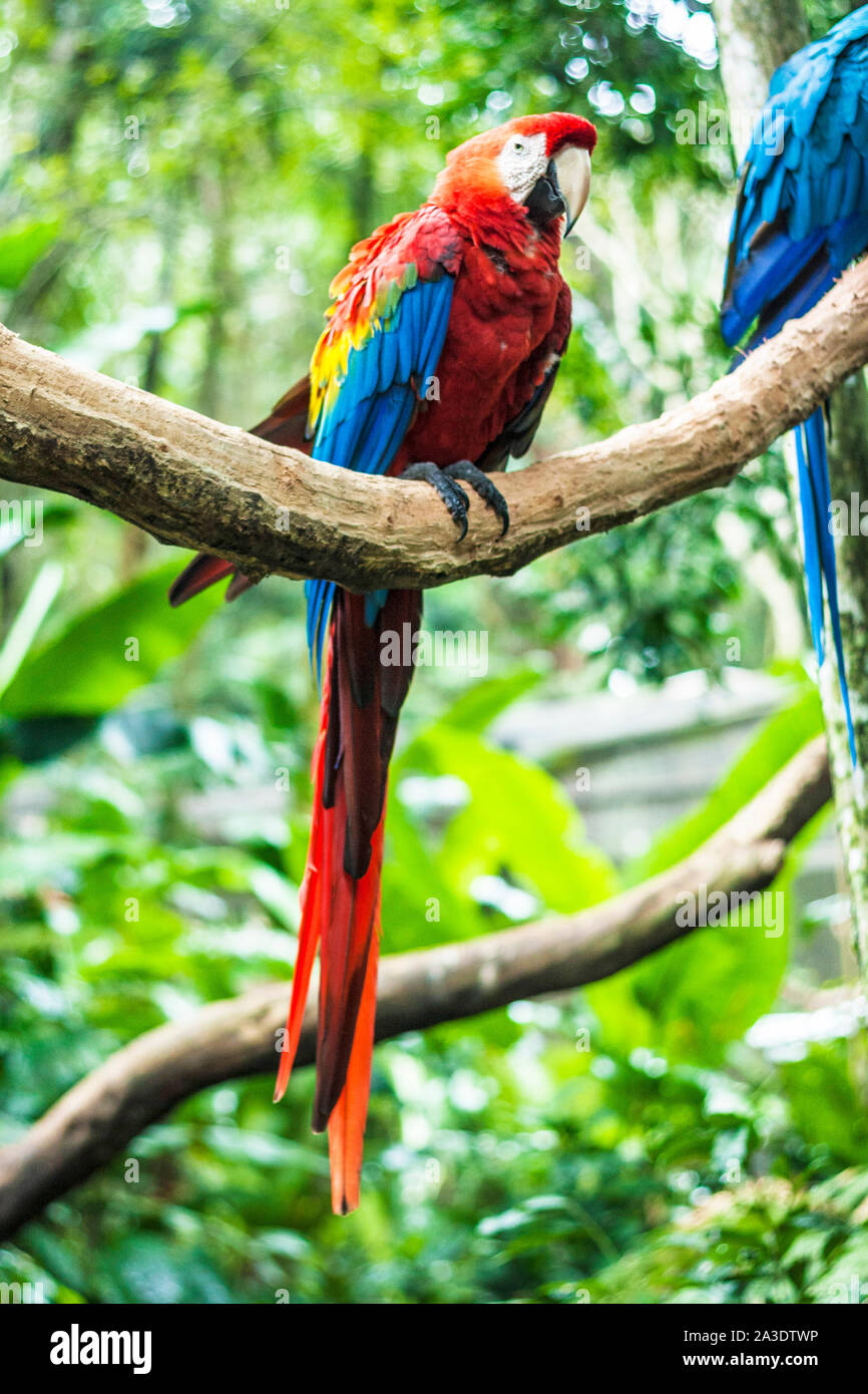 Parque das Aves, Bird Park, Foz Do Iguacu, Parana, Brésil Banque D'Images