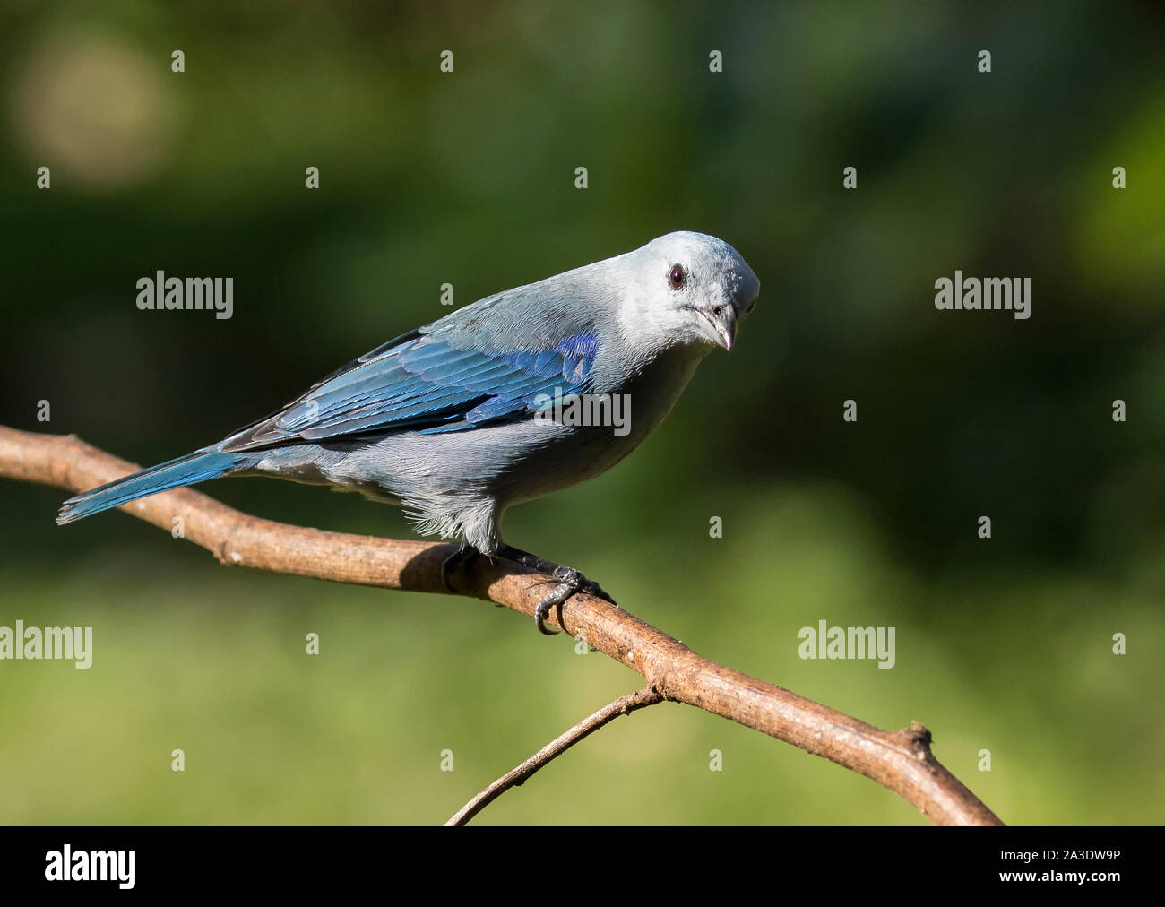 Blue-gray tanager Banque D'Images