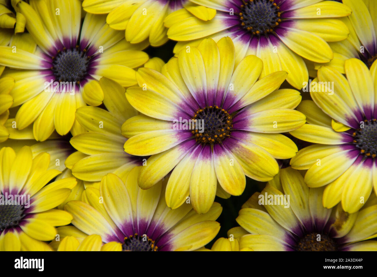 Daisy africains jaune, ou ostéospermum, en pleine floraison Banque D'Images