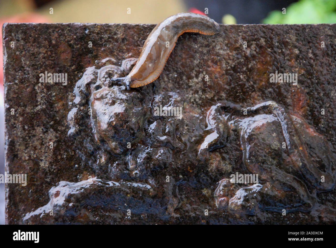 Fortuneswell. 7 octobre 2019. Météo britannique. Une limace noire (Arion ater) apparaît à l'aiguillonner UK 'Imperial Lion' pluie sur une barrière à Fortuneswell. crédit : Stuart fretwell/Alamy Live News Banque D'Images