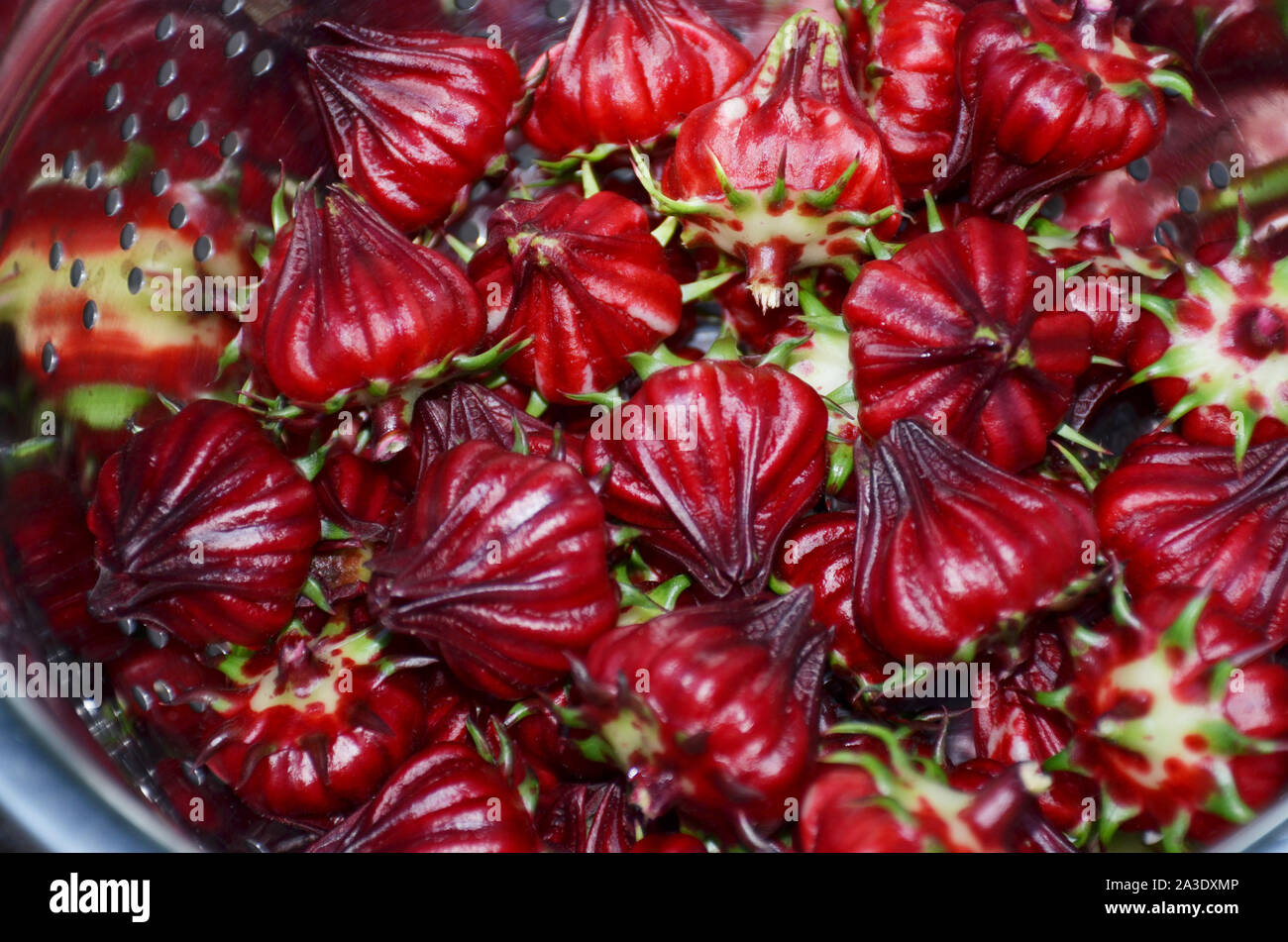 Hibiscus rouge,Roselle, également connu sous le nom de 'Jamaïque'. La profonde couleur rouge de citron ou de canneberges charnues calices saveur peuvent être pelés à boire le thé ou mangé. Banque D'Images