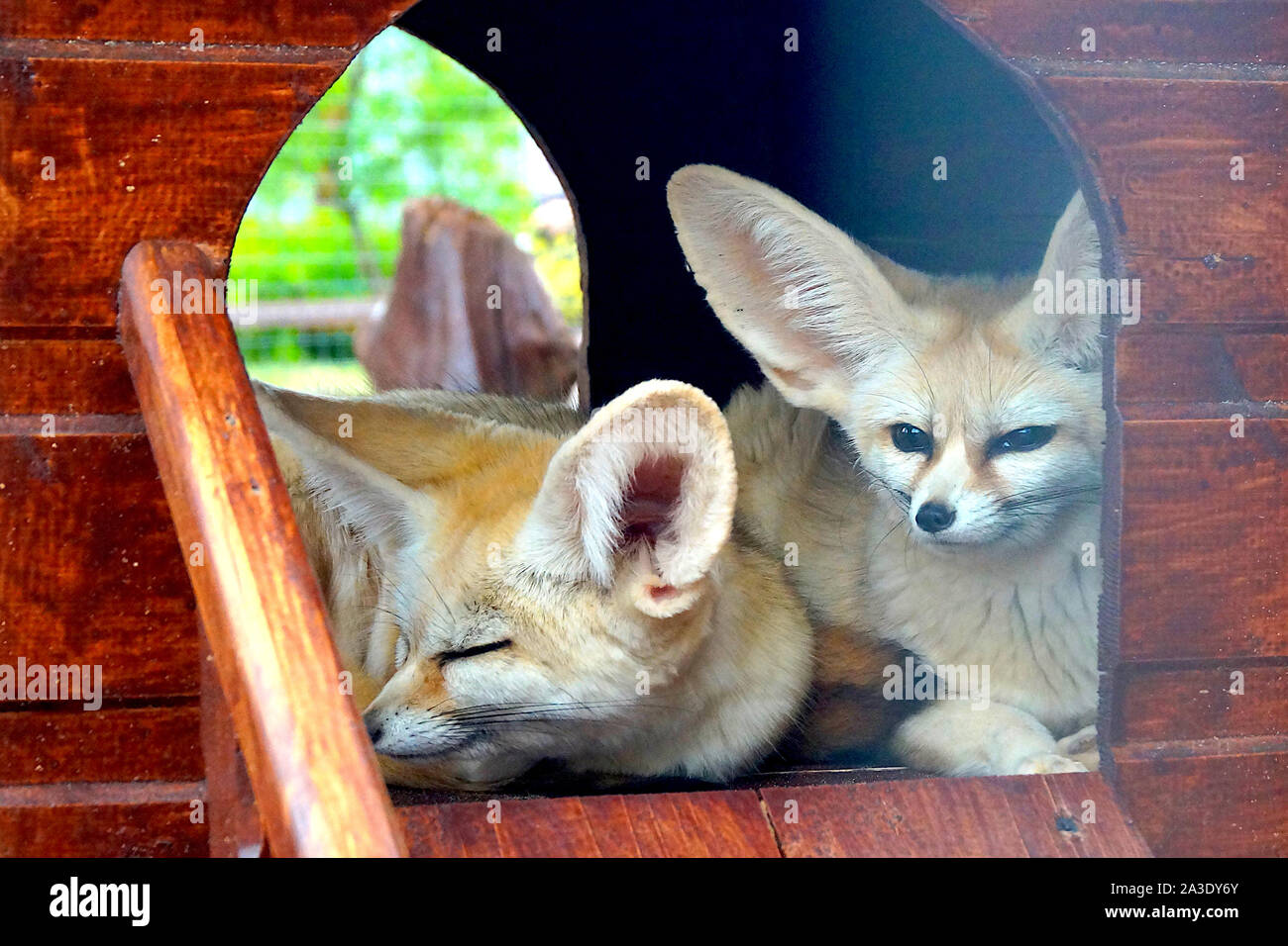 Deux petits renards fennec du désert avec de grandes oreilles se trouvent dans une maison dans le zoo. Les animaux. Banque D'Images