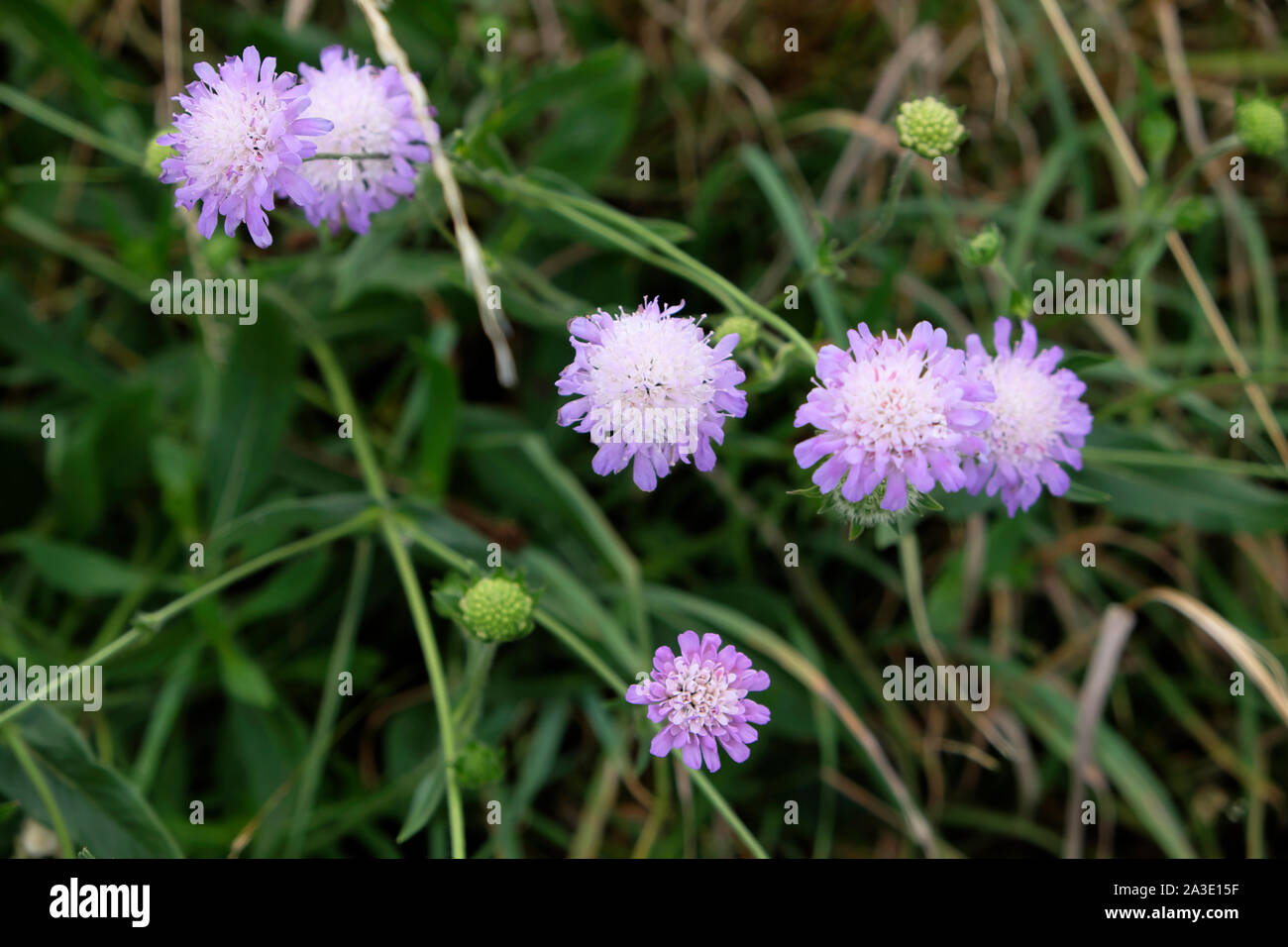 Field scabious (Knautia arvensis) fleurs sauvages qui poussent à l'état sauvage dans la campagne du Sussex de l'Est Angleterre UK KATHY DEWITT Banque D'Images