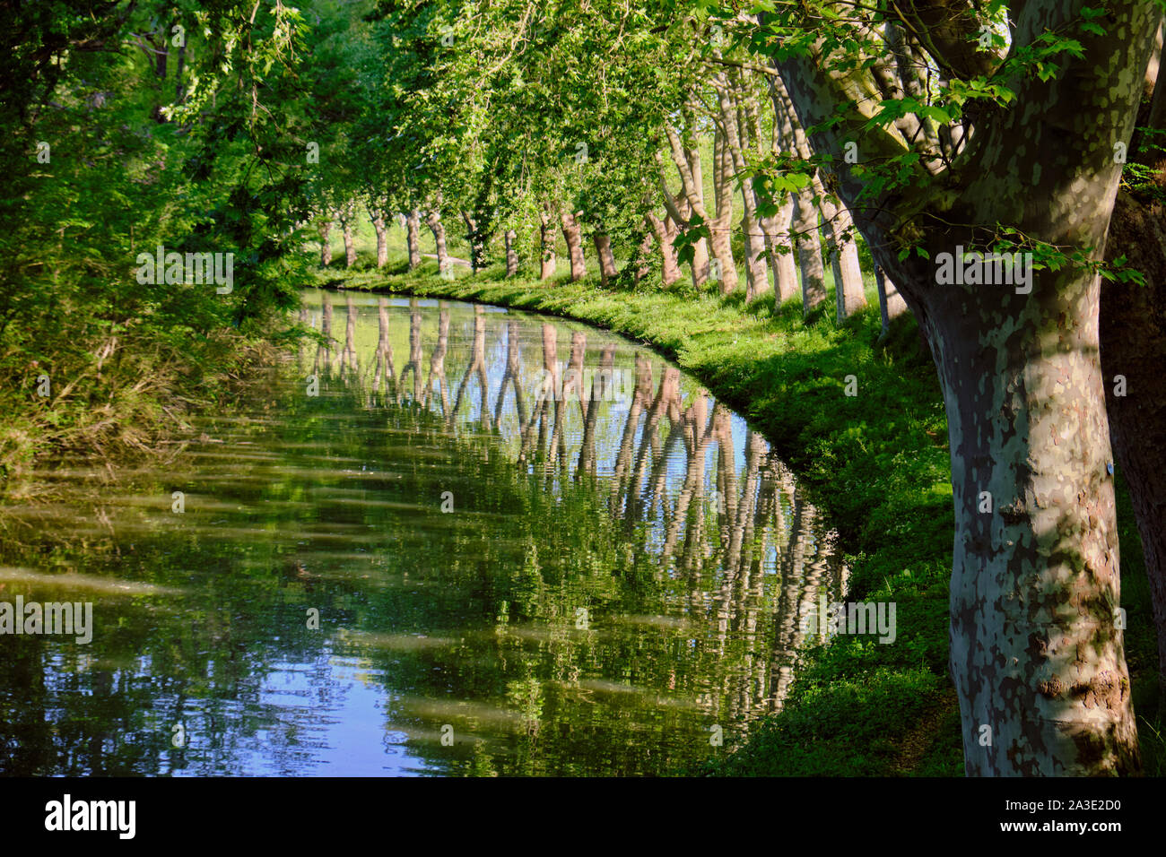 Virage bordé d'arbres sur le Canal du Midi dans le sud de la France. Les platanes parfaitement reflétée dans l'eau Banque D'Images