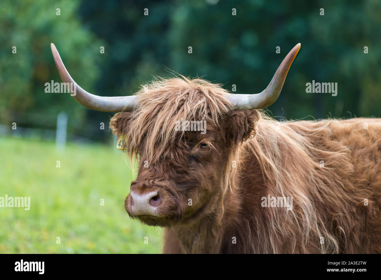 Vache Highland cattle portrait sur vert prairie. Bos taurus. Détail d'un visage avec des cornes animales domestiquées et longue fourrure ondulée sur le pâturage en milieu rural. Banque D'Images