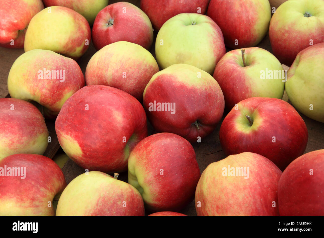 La pomme 'Gold' de la Couronne, les pommes, eaters, manger des pommes, la saine alimentation, Malus domestica Banque D'Images