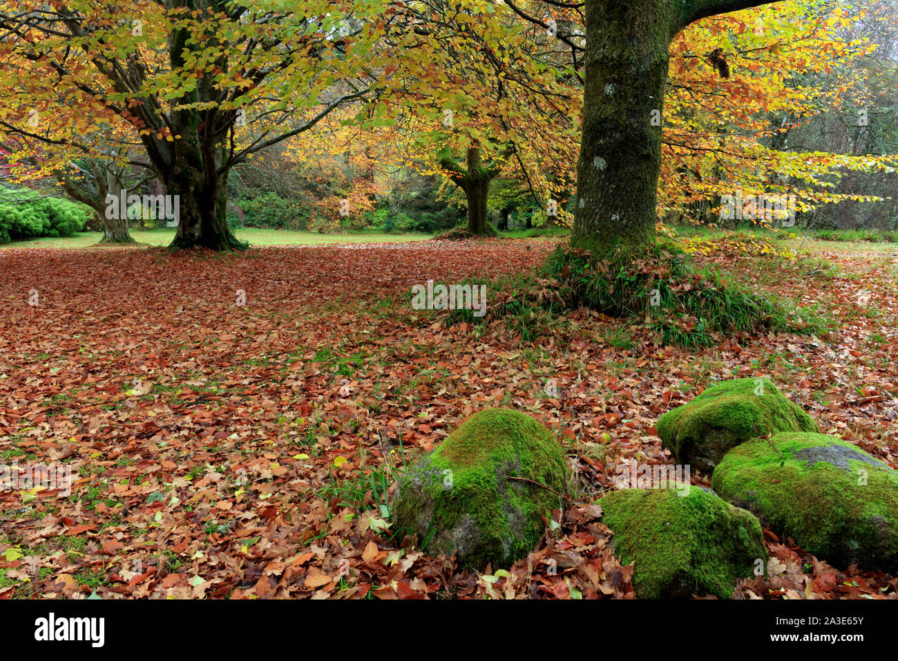 Bois de l'automne dans le jardin de château de Brodick, Isle of Arran, Ecosse. Banque D'Images