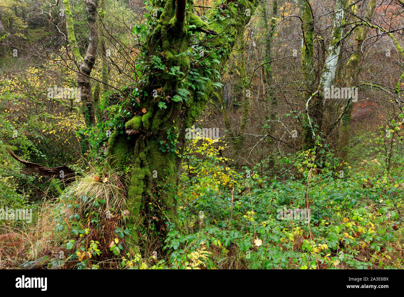Bois de l'automne sur un jour de pluie à l'île d'Arran, en Écosse. Banque D'Images