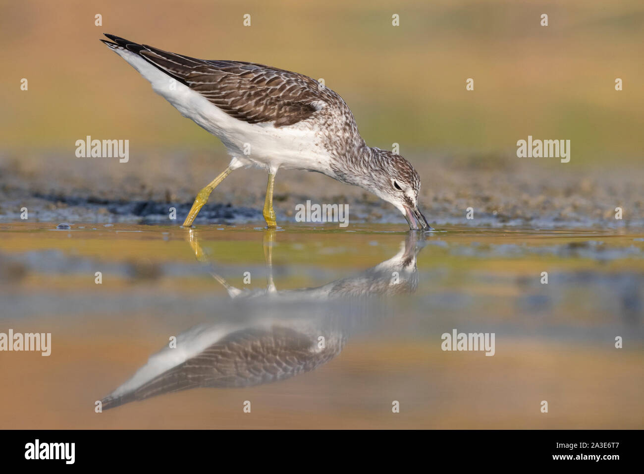 Chevalier aboyeur (Tringa nebularia), vue latérale d'un adulte à la recherche de nourriture dans un étang, Campanie, Italie Banque D'Images