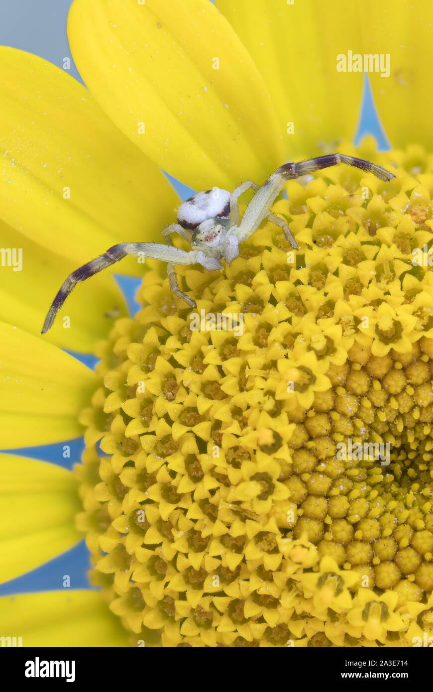 Houghton (Misumena vatia araignée crabe), sur fleur de golden marguerite (Anthemis tinctoria), Allemagne Banque D'Images
