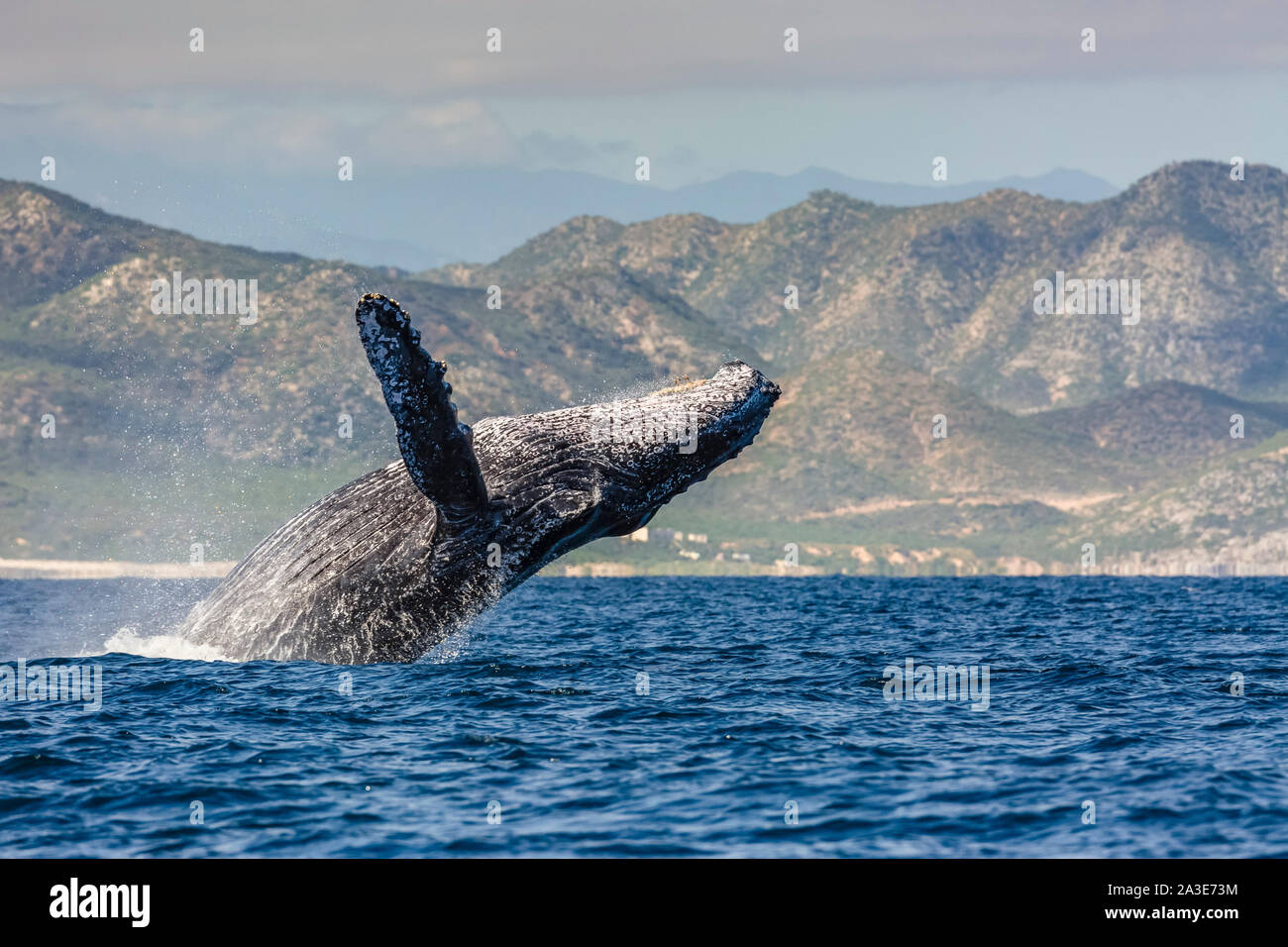 Rorqual à bosse, Megaptera novaeangliae, adulte, violer, Cabo Pulmo, Baja California Sur, Mexique, Golfe de Californie, La Mer de Cortez, l'Océan Pacifique Banque D'Images