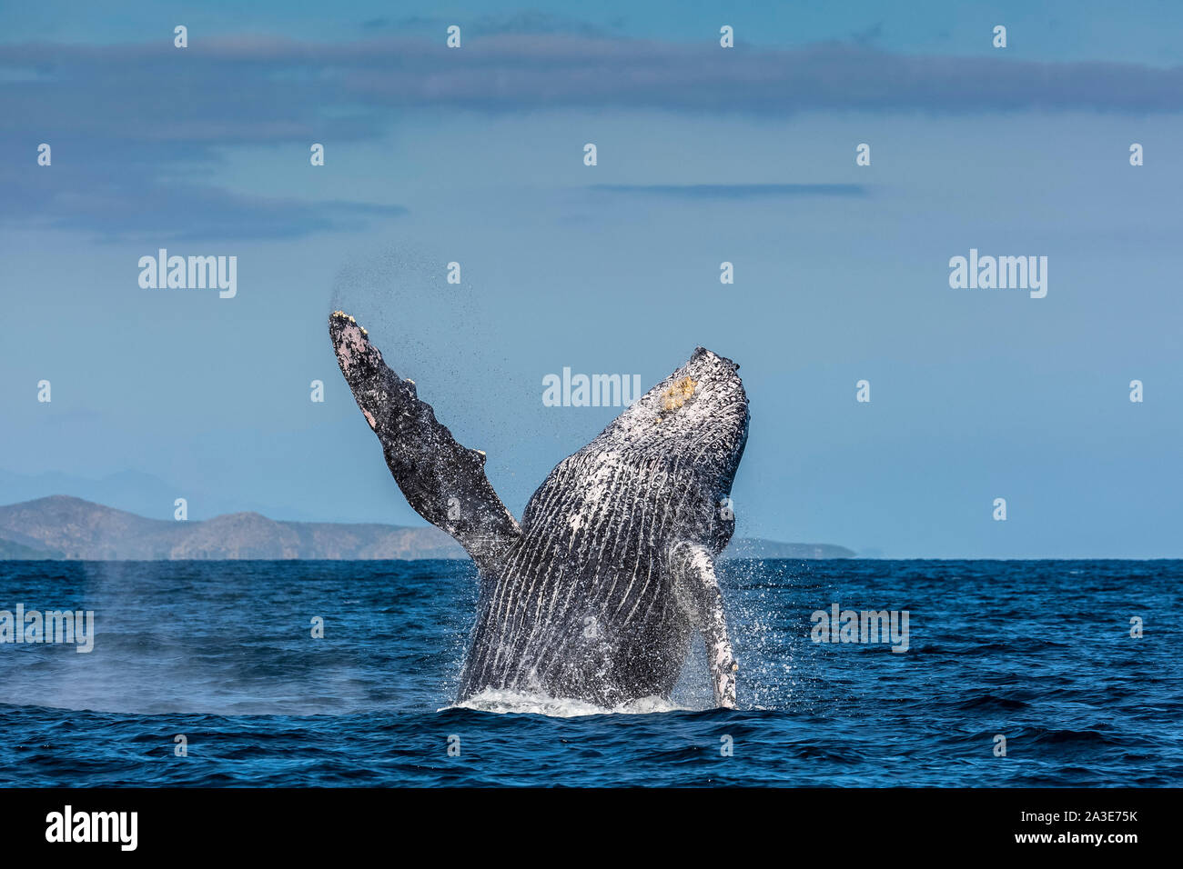 Rorqual à bosse, Megaptera novaeangliae, adulte, violer, Cabo Pulmo, Baja California Sur, Mexique, Golfe de Californie, La Mer de Cortez, l'Océan Pacifique Banque D'Images