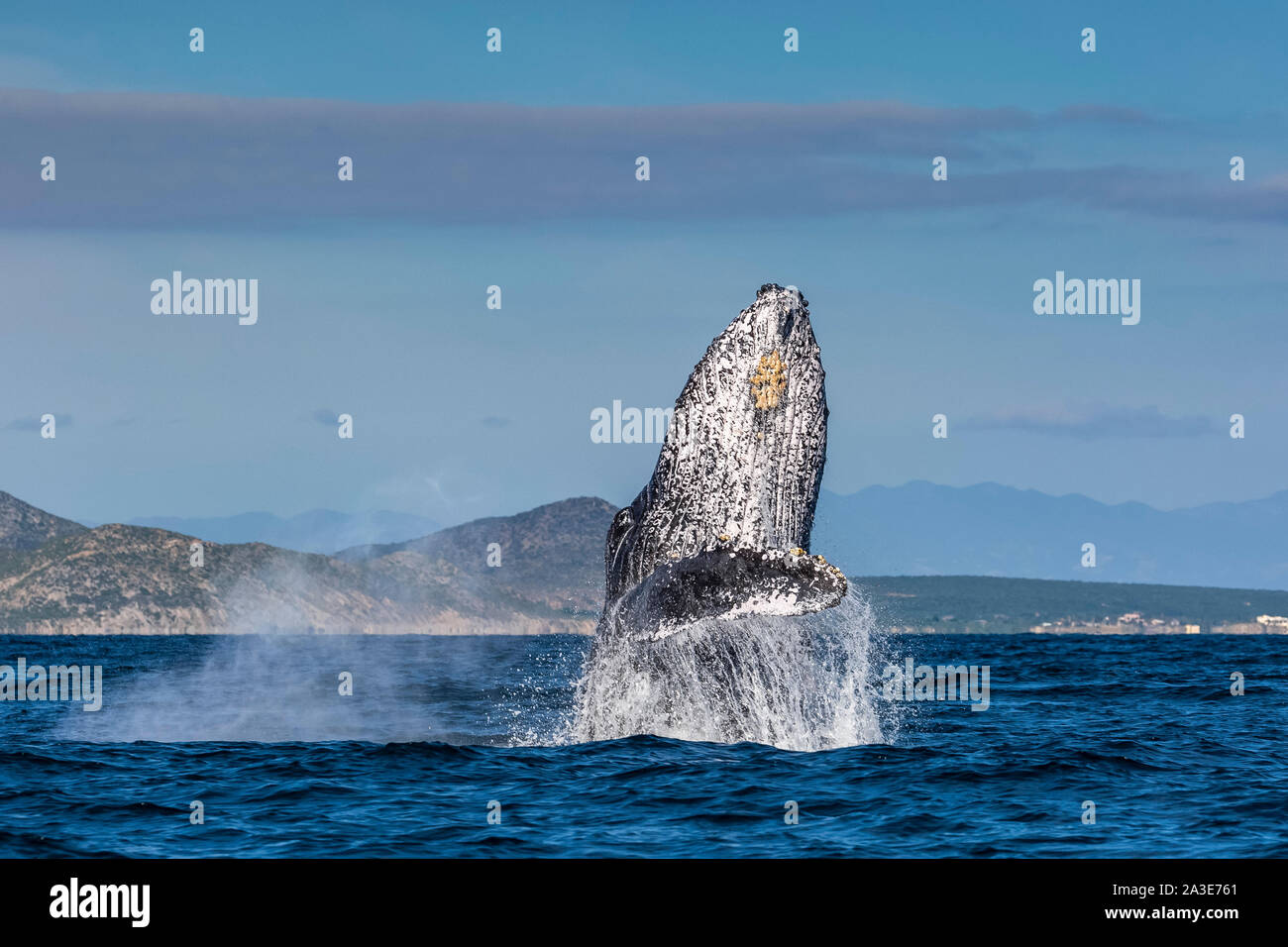 Rorqual à bosse, Megaptera novaeangliae, adulte, violer, Cabo Pulmo, Baja California Sur, Mexique, Golfe de Californie, La Mer de Cortez, l'Océan Pacifique Banque D'Images