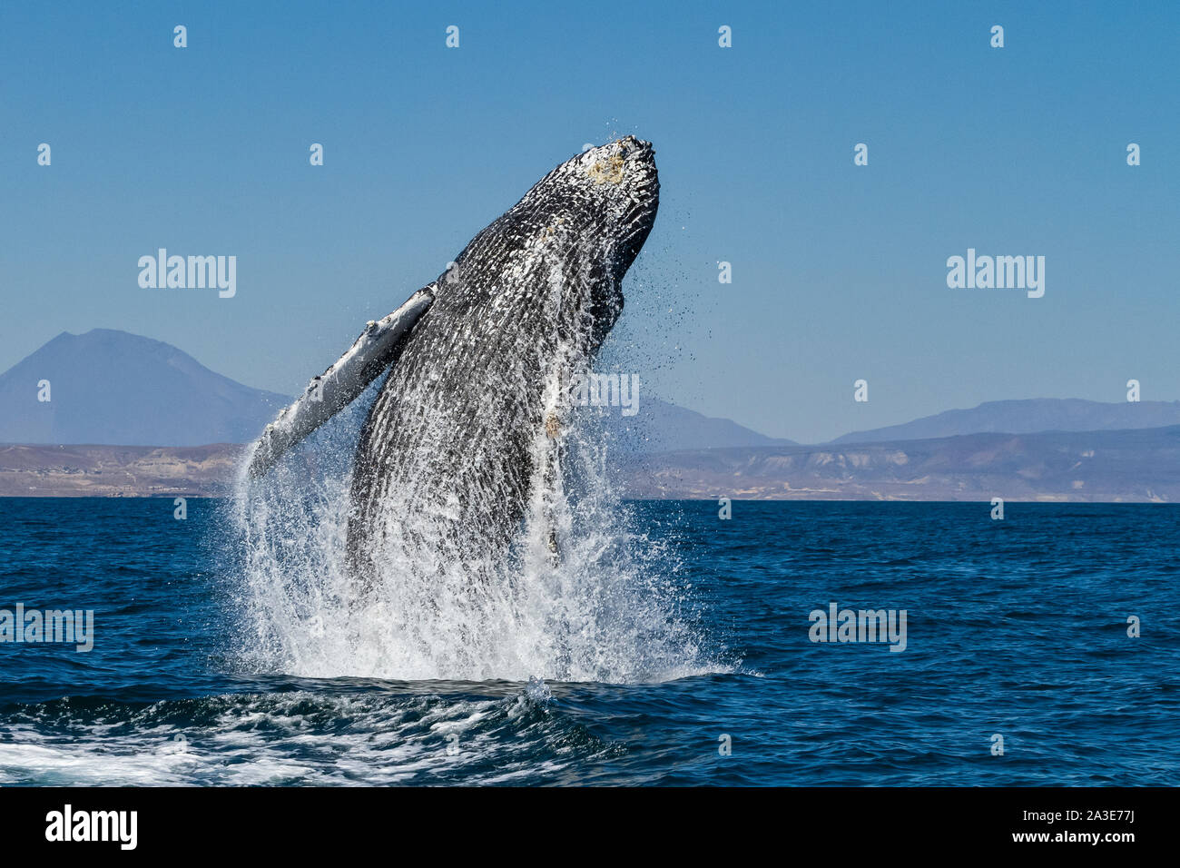 Rorqual à bosse, Megaptera novaeangliae, violer, Isla San Marcos, Golfe de Californie, La Mer de Cortez, Baja California Sur, au Mexique, l'Océan Pacifique Banque D'Images