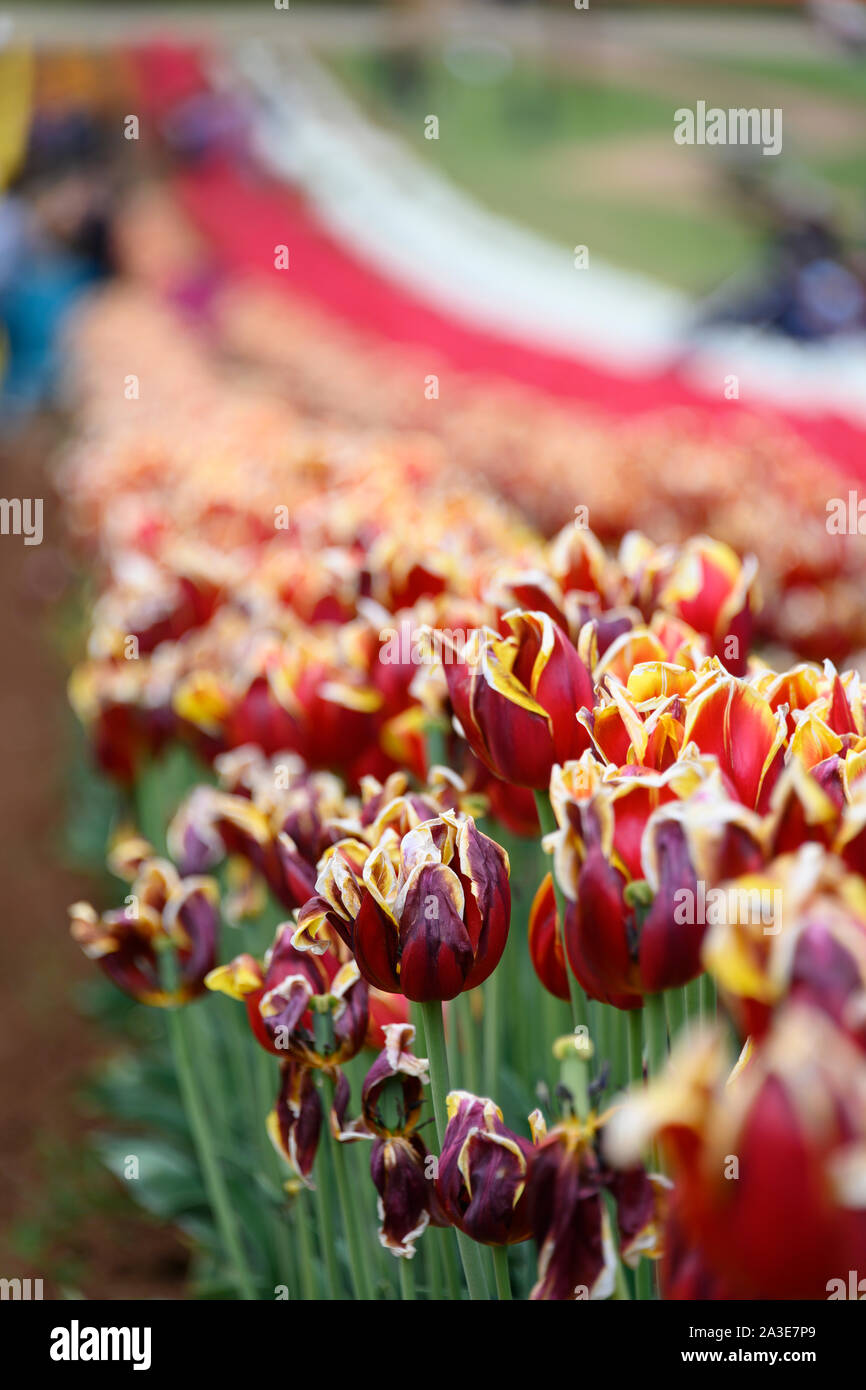 Affichage coloré des tulipes de perroquet Banque D'Images