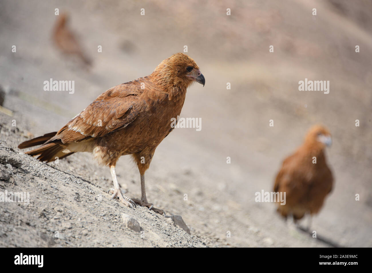 Les oiseaux juvéniles Mountain Caracara sur Vinicunca « Rainbow Mountain'. Cusco, Pérou Banque D'Images