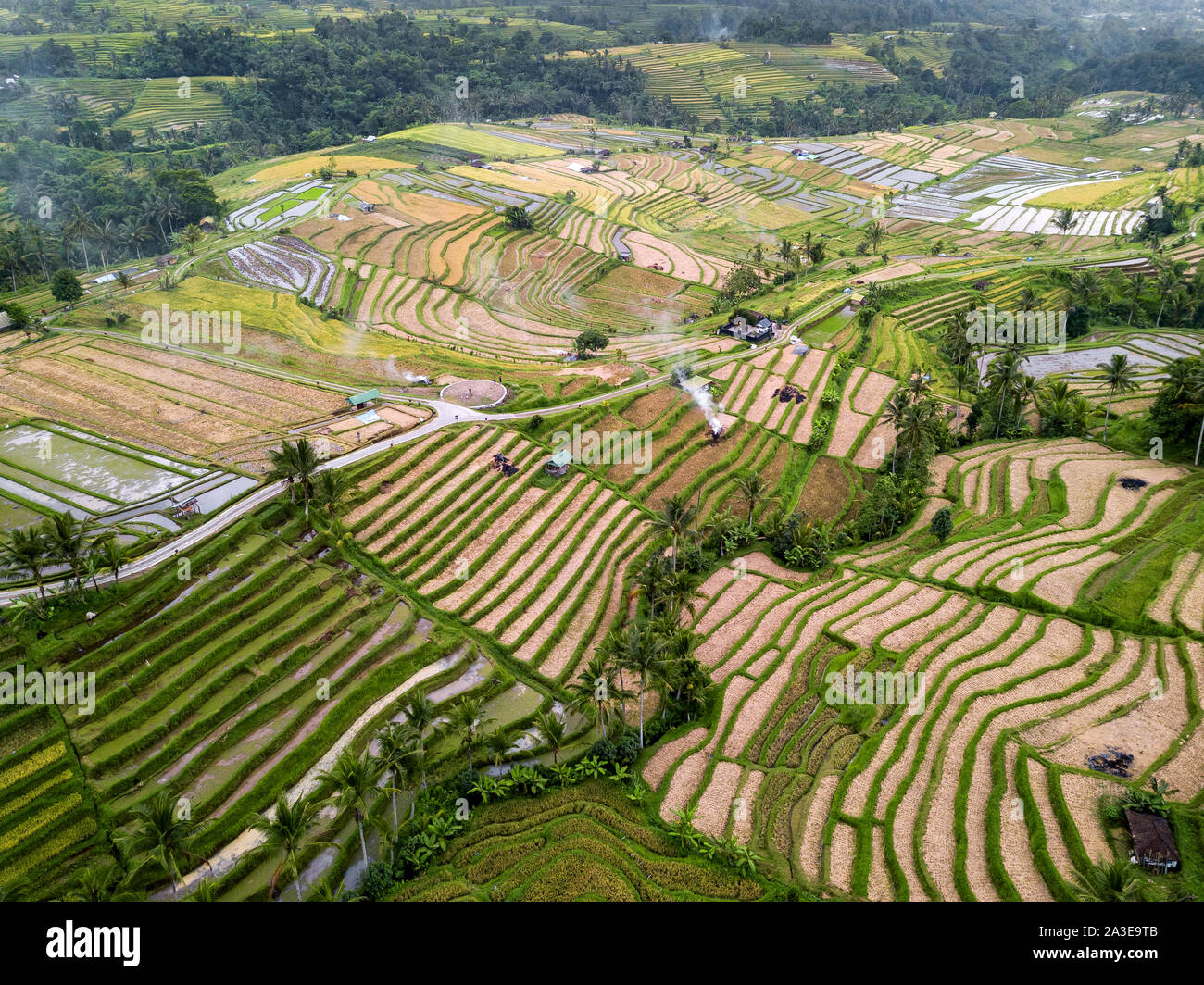 Vue aérienne de rizières en terrasse de Bali, Indonésie Banque D'Images