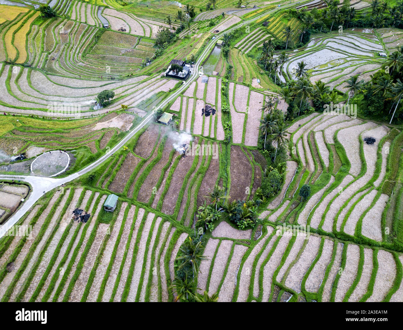 Vue aérienne de rizières en terrasse de Bali, Indonésie Banque D'Images