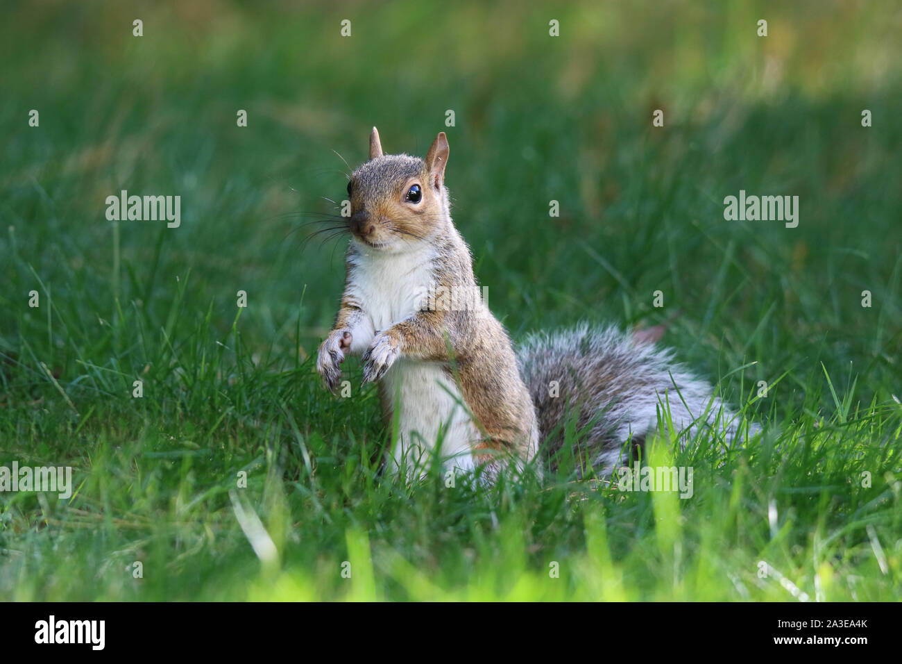 Un écureuil gris Sciurus carolinenis en quête de nourriture dans l'herbe Banque D'Images