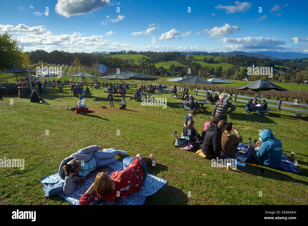 Vergers de cerisiers au printemps, à l'extérieur de Wandin East, Melbourne, Australie Banque D'Images