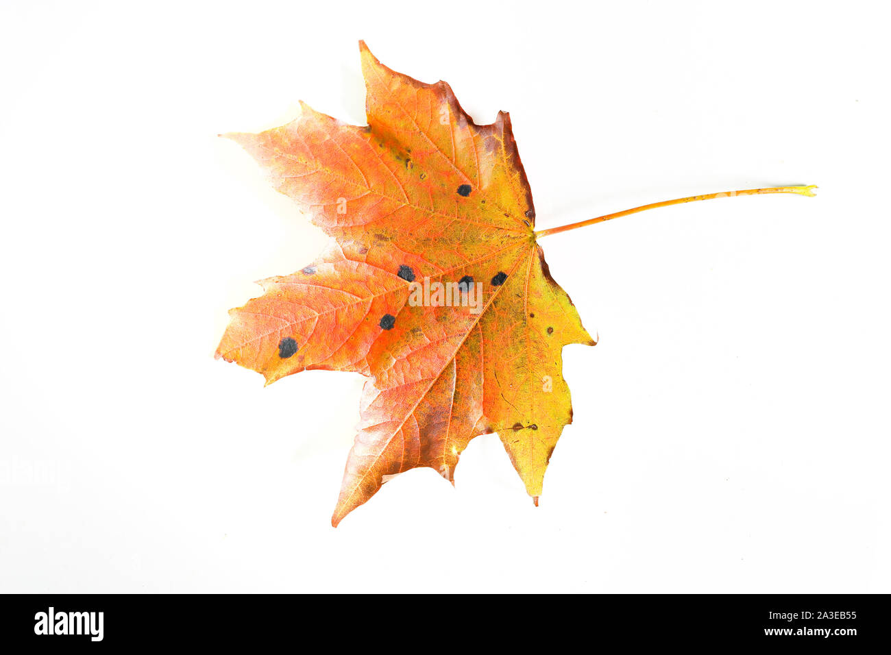 Les feuilles d'automne macro. Automne feuilles tombées isolé sur fond blanc Banque D'Images