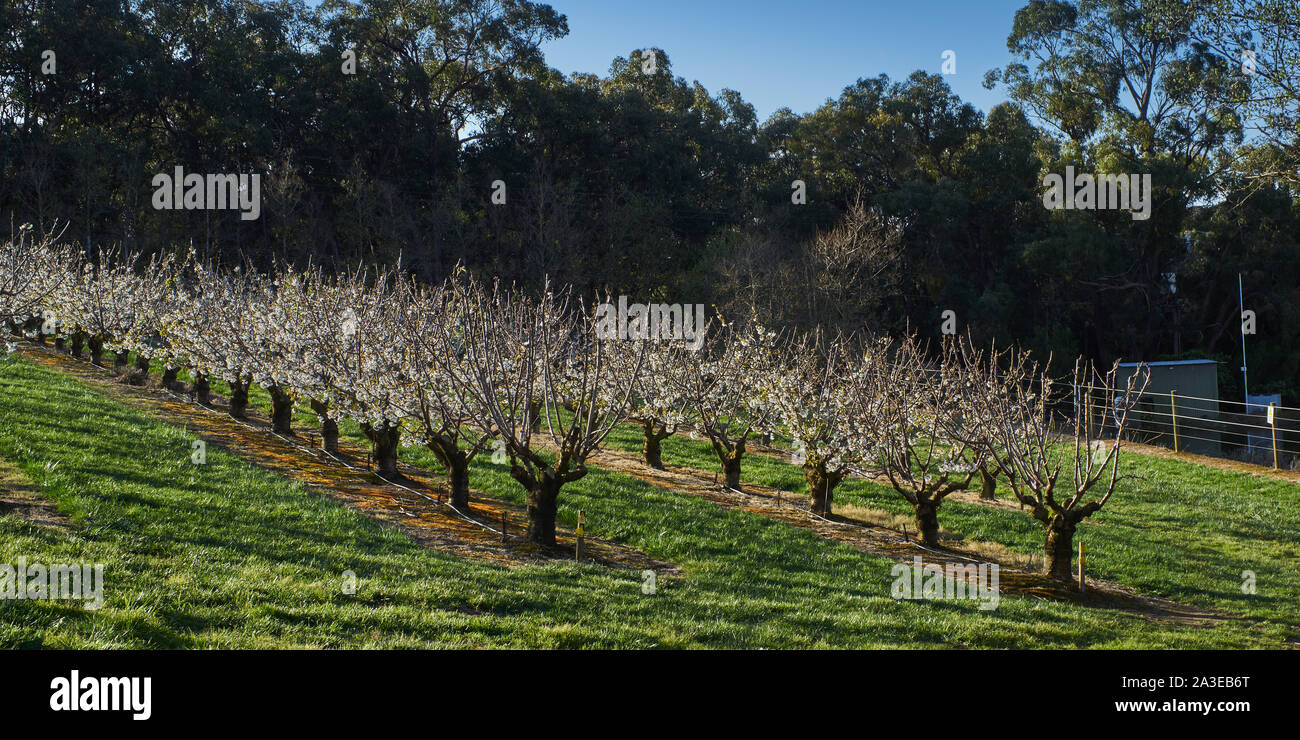 Vergers de cerisiers au printemps, à l'extérieur de Wandin East, Melbourne, Australie Banque D'Images
