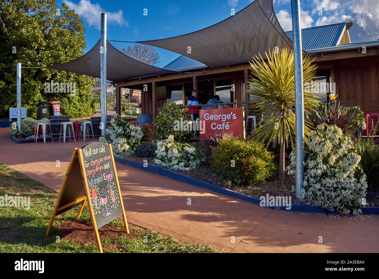 Vergers de cerisiers au printemps, à l'extérieur de Wandin East, Melbourne, Australie Banque D'Images