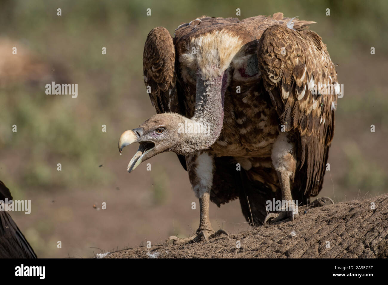L'Afrique, Tanzanie, Ngorongoro Conservation Area, vautours à dos blanc (Gyps africanus) se nourrissent de jeunes près de la carcasse de l'éléphant Plaines Ndutu Banque D'Images