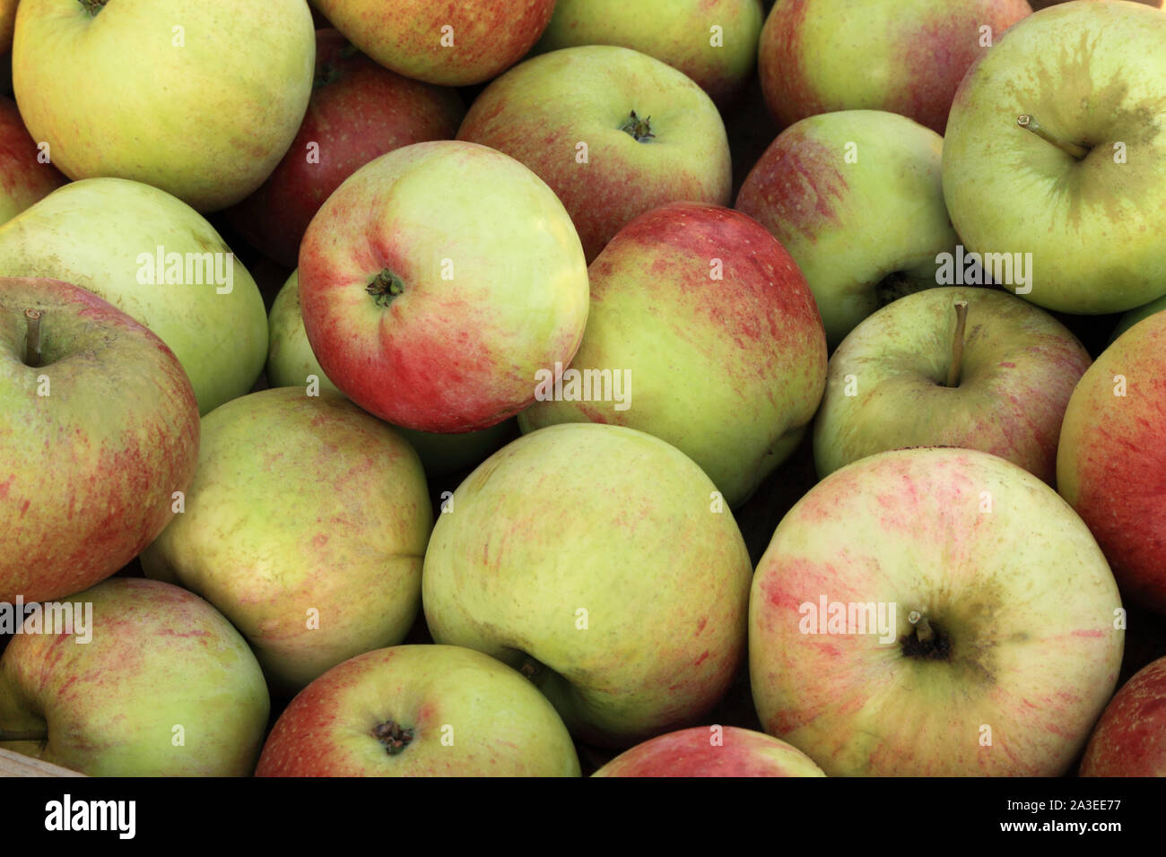 La pomme 'Peasgood Nonsuch, de la cuisson des pommes, cuiseurs, Malus domestica Banque D'Images