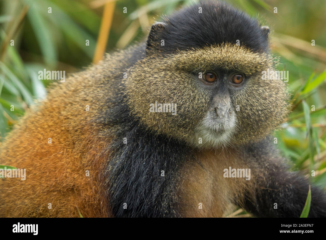 L'Afrique, Rwanda, le Parc National des Volcans, Golden Monkey (Cercopithecus kandti) dans les forêts tropicales dans les montagnes des Virunga Banque D'Images