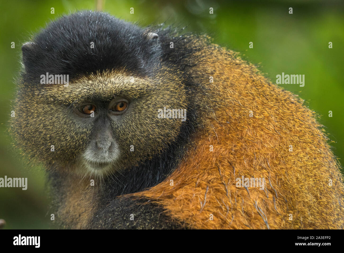 L'Afrique, Rwanda, le Parc National des Volcans, Golden Monkey (Cercopithecus kandti) dans les forêts tropicales dans les montagnes des Virunga Banque D'Images