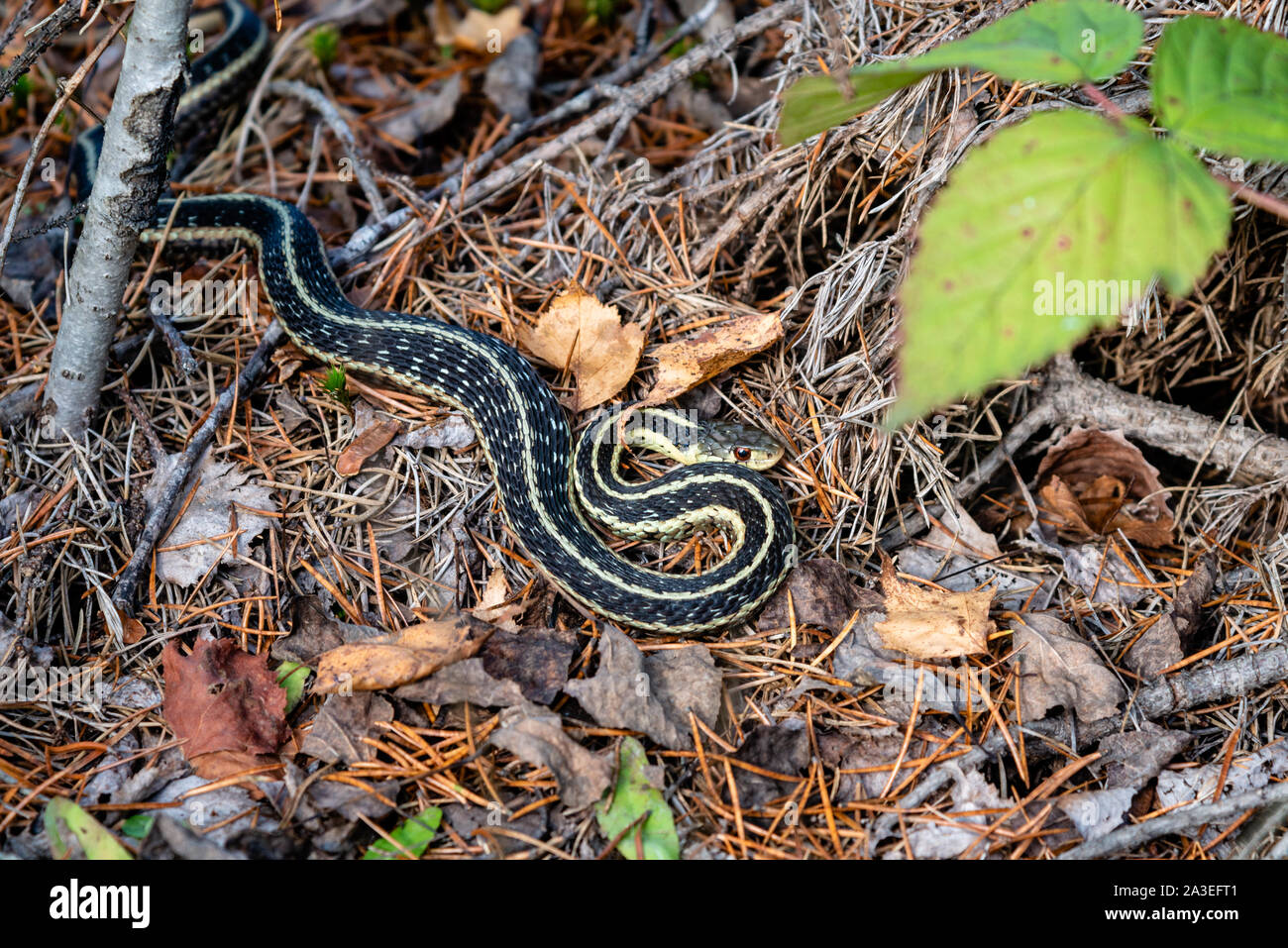 Snake sur l'herbe dans une forêt Banque D'Images