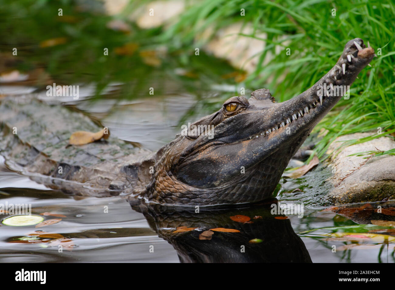 Faux gavial (Tomistoma schlegelii) avec tête de l'eau Banque D'Images