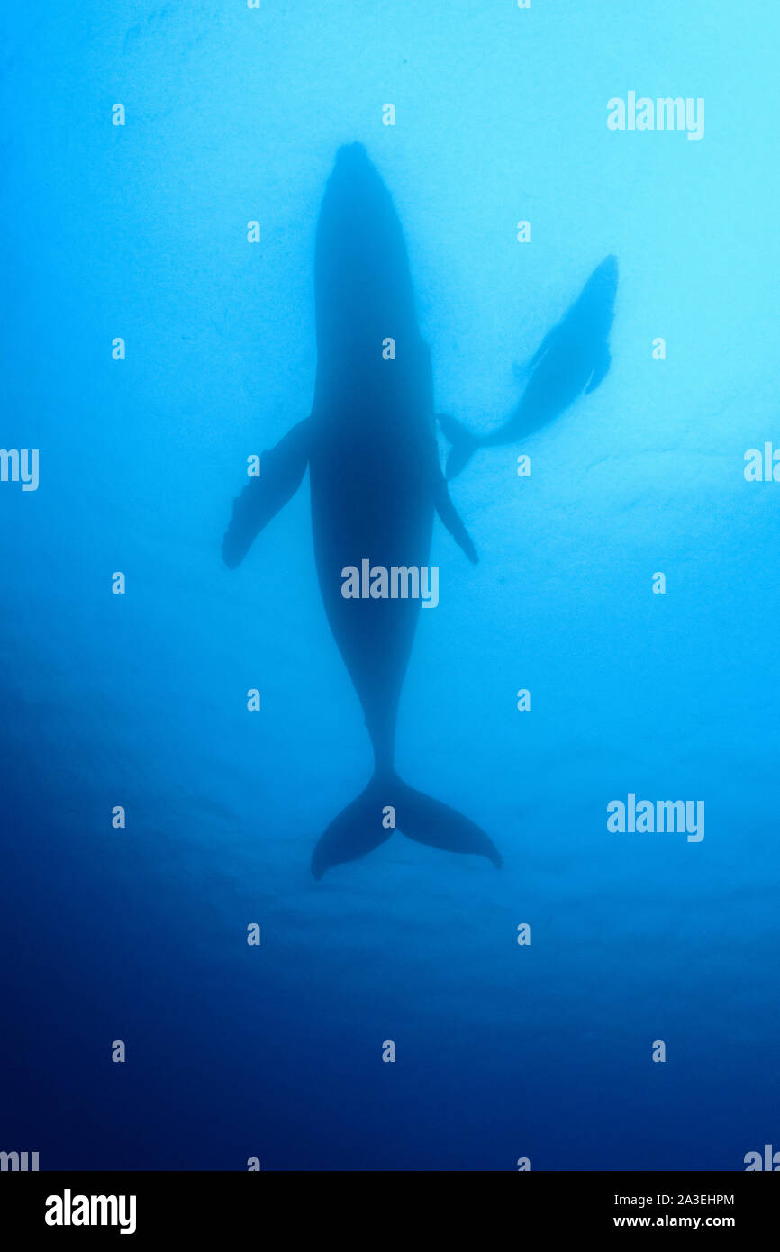 Rorqual à bosse, Megaptera novaeangliae, silhouette de mère et son petit, Chichi-jima, Bonin Islands, les îles d'Ogasawara, Site du patrimoine mondial naturel, à Banque D'Images