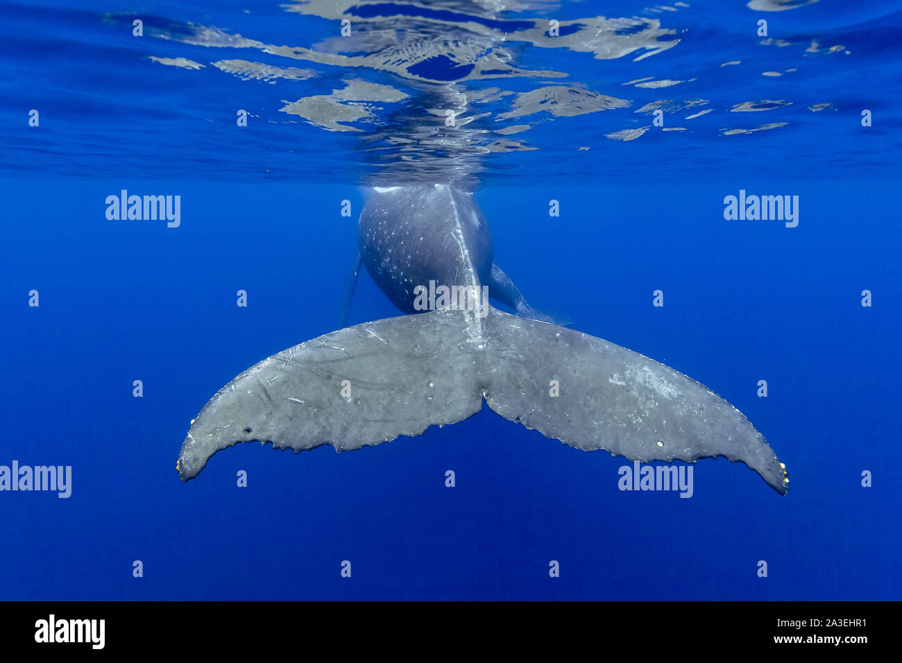 Rorqual à bosse, Megaptera novaeangliae, Chichi-jima, Bonin Islands, les îles d'Ogasawara, Site du patrimoine mondial naturel, Tokyo, Japon, l'Océan Pacifique Banque D'Images