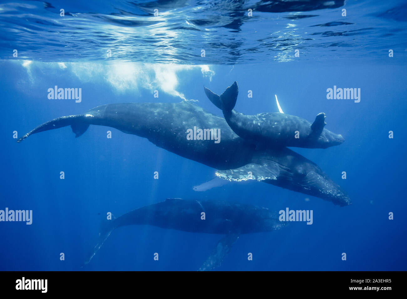 Rorqual à bosse, Megaptera novaeangliae, mère, veaux, et d'escorte, Chichi-jima, Bonin Islands, les îles d'Ogasawara, Site du patrimoine mondial naturel, Tokyo, Banque D'Images