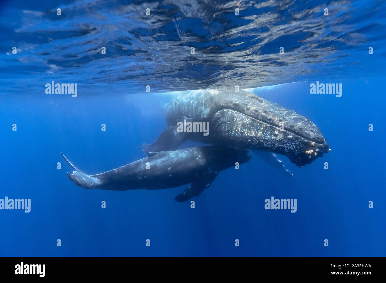 Rorqual à bosse, Megaptera novaeangliae, mère et son petit, Chichi-jima, Bonin Islands, les îles d'Ogasawara, Site du patrimoine mondial naturel, Tokyo, Japon, Pa Banque D'Images