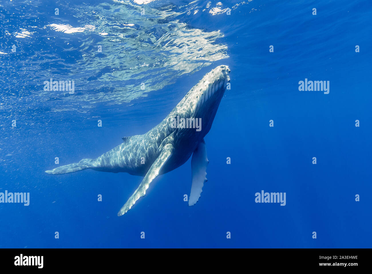 Rorqual à bosse, Megaptera novaeangliae, veaux, Chichi-jima, Bonin Islands, les îles d'Ogasawara, Site du patrimoine mondial naturel, Tokyo, Japon, l'Océan Pacifique Banque D'Images