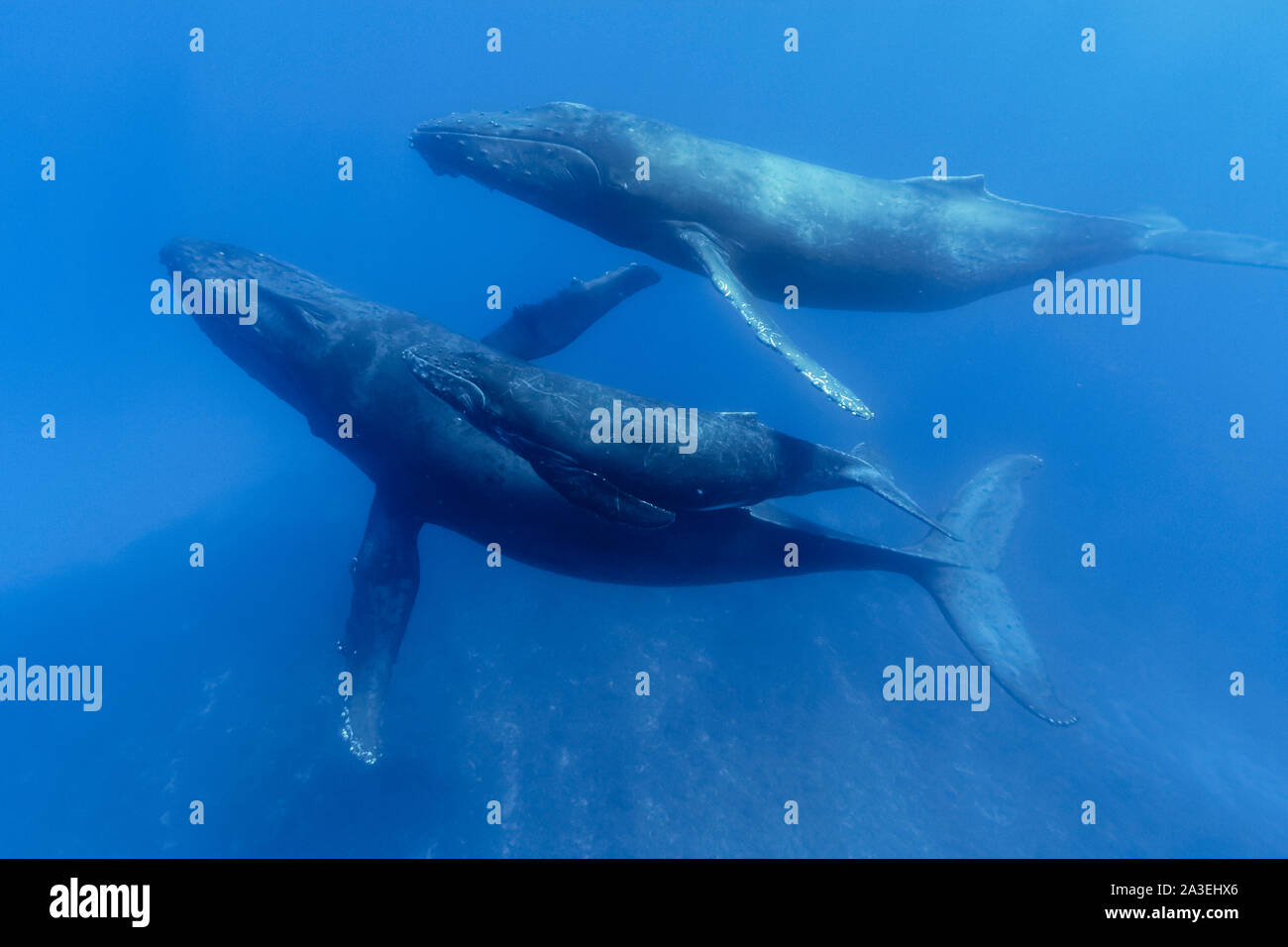 Rorqual à bosse, Megaptera novaeangliae, mère, veaux, et d'escorte, Chichi-jima, Bonin Islands, les îles d'Ogasawara, Site du patrimoine mondial naturel, Tokyo, Banque D'Images