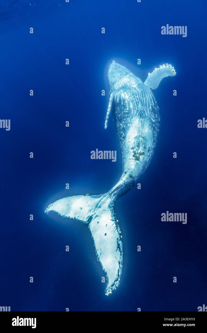 Rorqual à bosse, Megaptera novaeangliae, Chichi-jima, Bonin Islands, les îles d'Ogasawara, Site du patrimoine mondial naturel, Tokyo, Japon, l'Océan Pacifique Banque D'Images