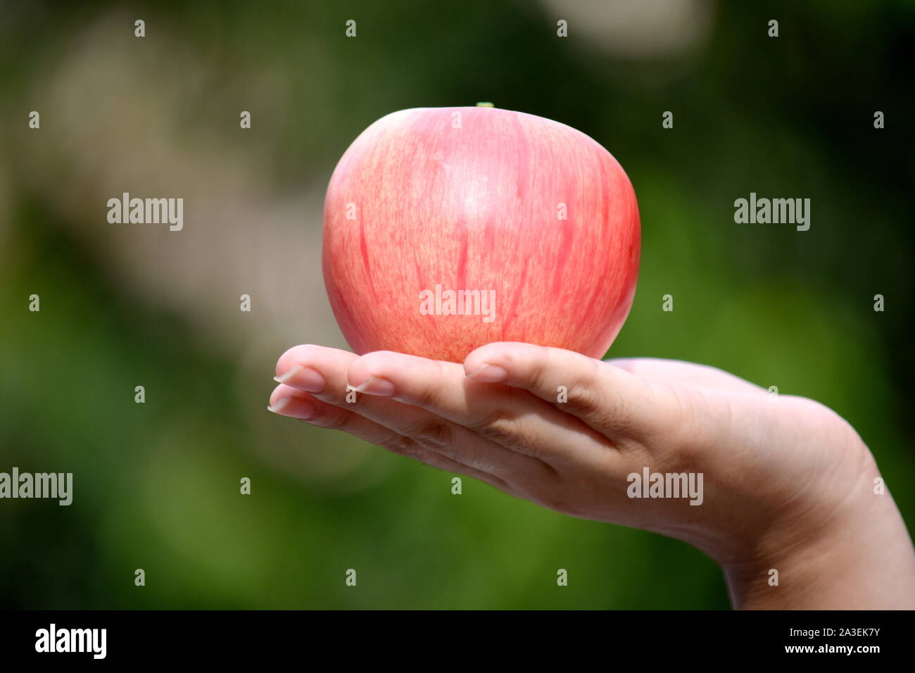 Une femme part Holding Apple Banque D'Images