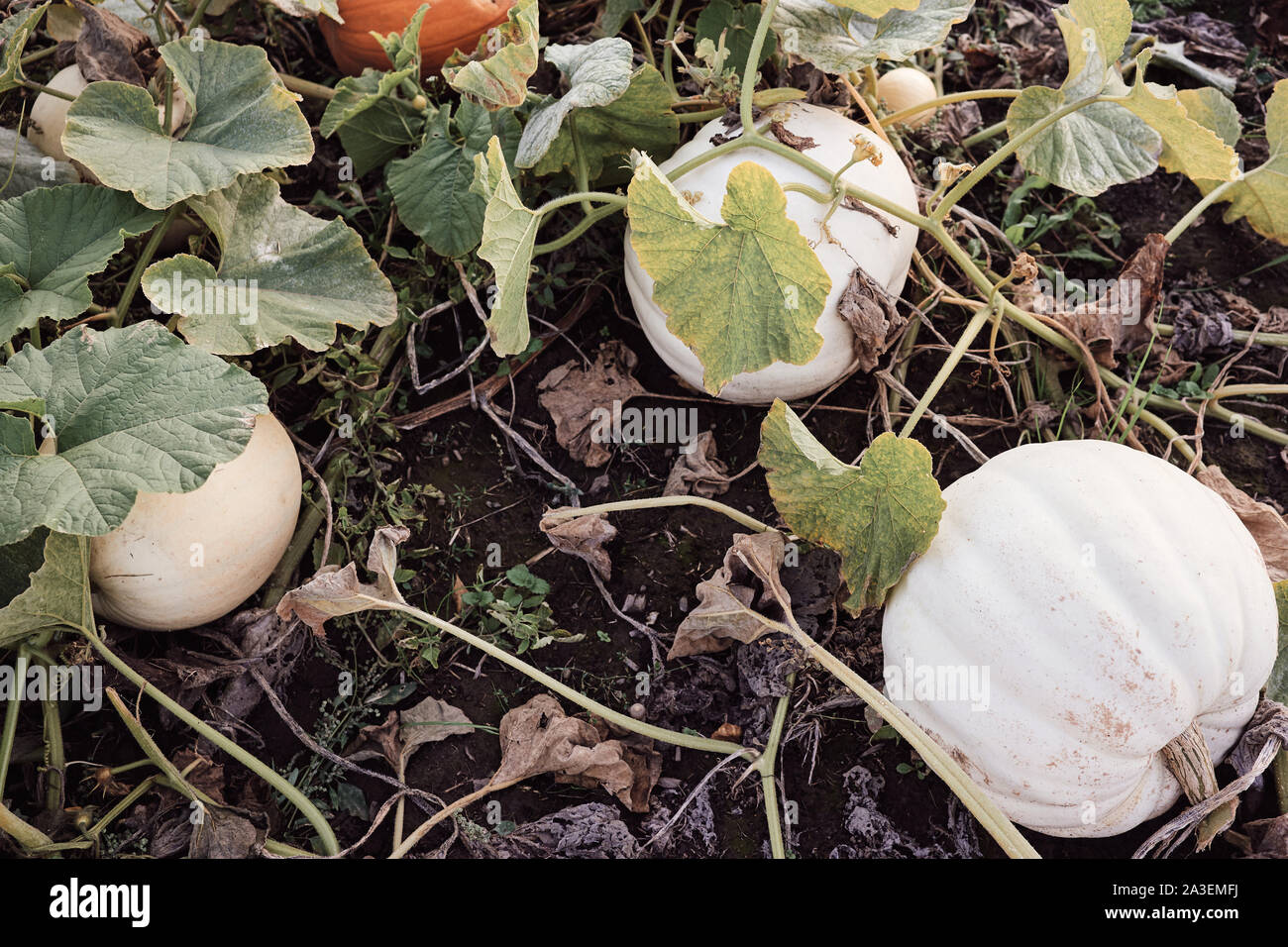 Pumpkin Patch. Citrouilles frais mûrs sur un champ agricole pendant le coucher du soleil. Banque D'Images