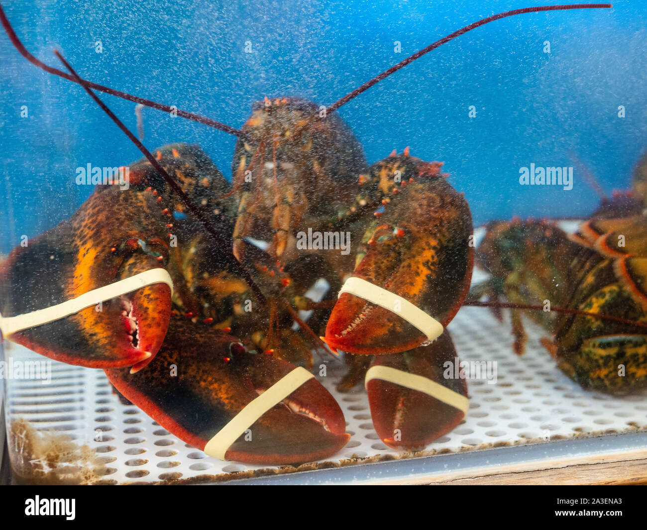 Prisoned homards dans des réservoir en un restaurant en attente d'être préparé et servi Banque D'Images