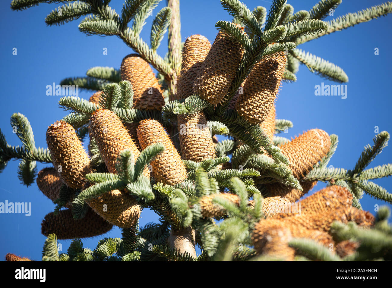 Sur un arbre avec ciel bleu Banque D'Images