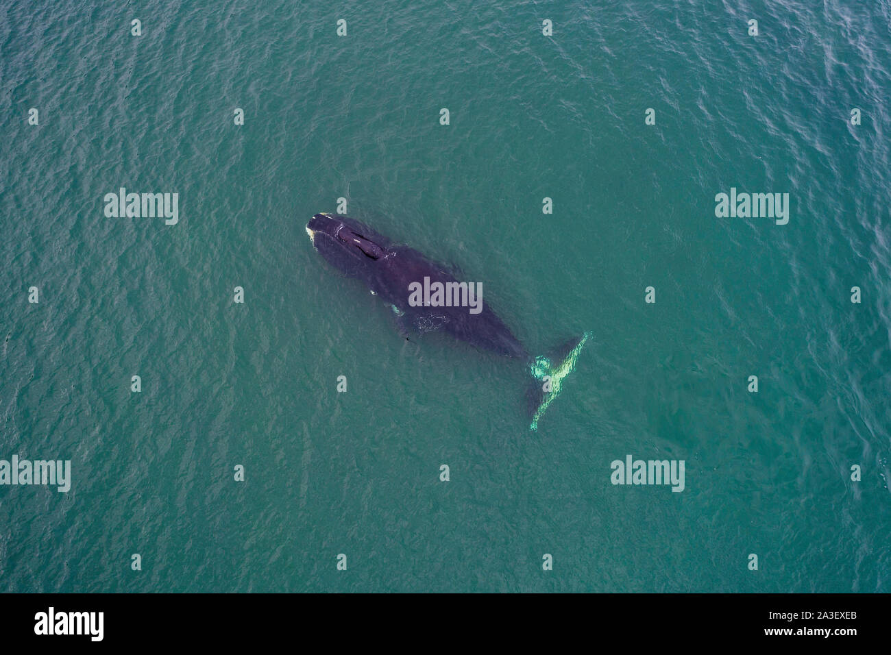 Vue aérienne d'une baleine boréale, Balaena mysticetus, mer d'Okhotsk, dans l'est de la Russie. Banque D'Images