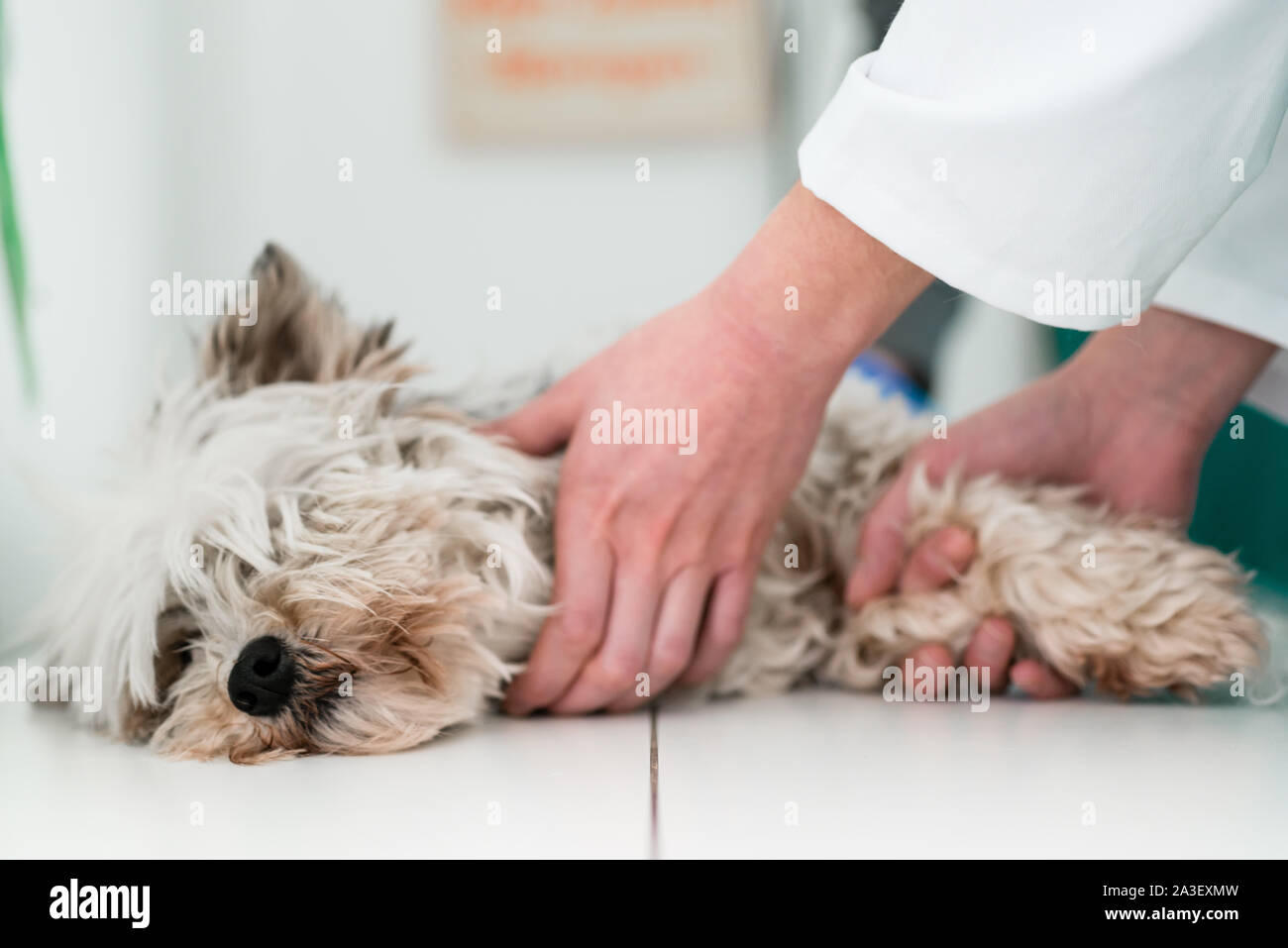 Mignon chien malade allongé sur le tableau en clinique Banque D'Images