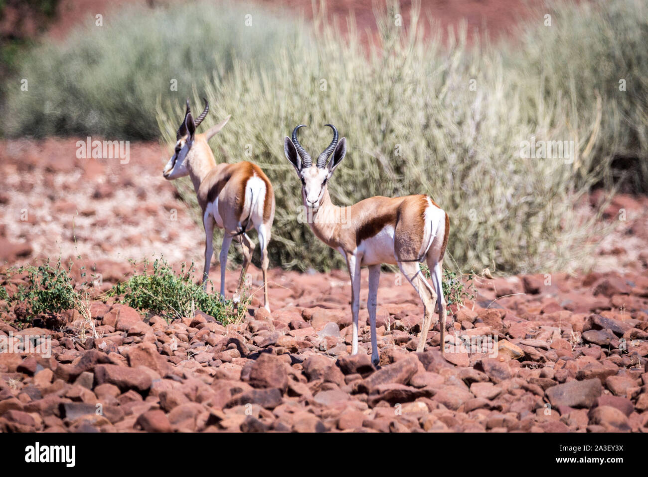 Deux antilopes springboks marche à travers un paysage aride, rouge, Namibie, Afrique Banque D'Images